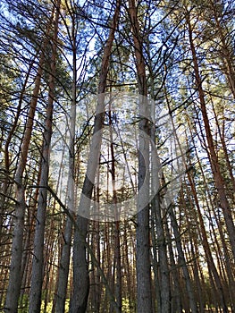 Evergreen trees and blue sky.