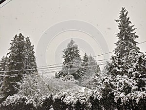 Evergreen trees covered in fluffy snow towering behind power lines near an icy road