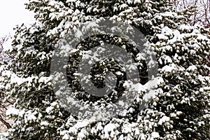 Evergreen trees covered with snow