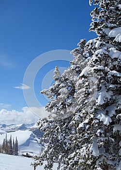 Evergreen trees covered in snow in the Utah Wasatch Mountains