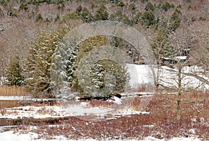 evergreen trees covered in Winter white snow at field edge