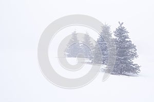 Evergreen Trees In Fog