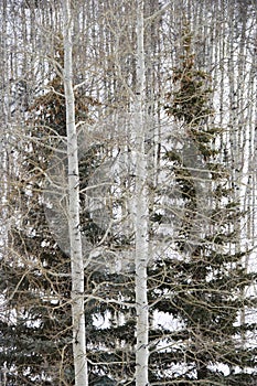 Evergreen trees in forest.