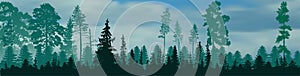 Evergreen trees forest on light grey background