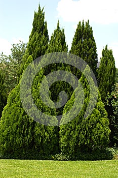 Evergreen trees in green yard