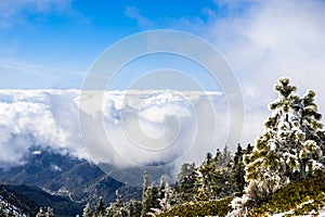 Evergreen trees high on the mountain; sea of white clouds in the background covering the valley, Mount San Antonio (Mt Baldy), Los