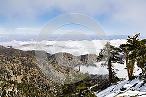 Evergreen trees high on the mountain; sea of white clouds in the background covering the valley, Mount San Antonio (Mt Baldy), Los