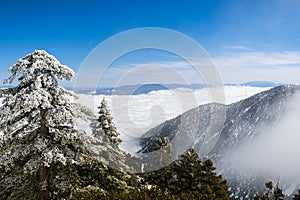 Evergreen trees high on the mountain; sea of white clouds in the background covering the valley, Mount San Antonio (Mt Baldy), Los