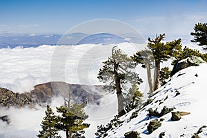 Evergreen trees high on the mountain; sea of white clouds in the background covering the valley, Mount San Antonio (Mt Baldy), Los