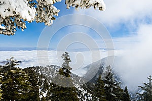 Evergreen trees high on the mountain; sea of white clouds in the background covering the valley, Mount San Antonio (Mt Baldy), Los