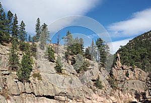 Evergreen trees on a mountain