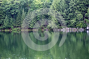 Evergreen Trees Reflecting on Still Water