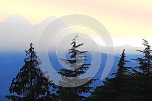 evergreen trees silhouette