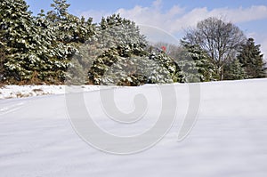 Evergreen trees by snow