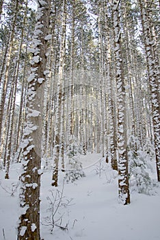 Evergreen Trees with Snow On Bark