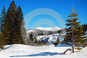 Evergreen trees standout in a winter landscape