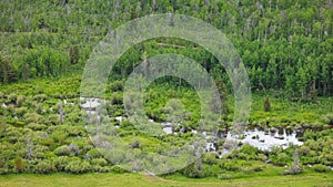 Evergreen trees at Uinta Wasatch national forest in Utah