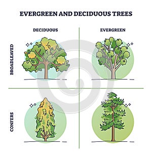 Evergreen trees vs deciduous plants with seasonal leaves outline diagram