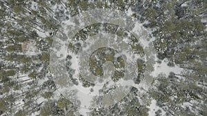 Evergreen trees and white snow covered ground. Clip. Aerial top view of pine tree forest on a winter day, Taiga, Russia.