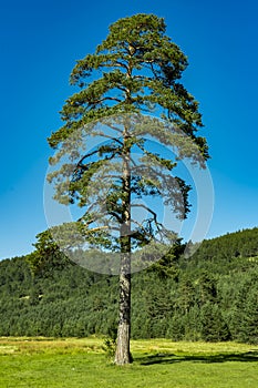 Evergreen trees on the Zlatibor mountain in Serbia