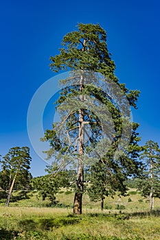 Evergreen trees on the Zlatibor mountain in Serbia