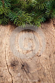 Evergreen twigs on wooden background