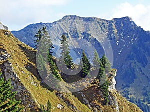 Evergreen vegetation and rarely low coniferous shrubs on the slopes of the Ratikon border mountain massif or Raetikon, Mainfeld