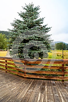 Evergreen by wood walkway