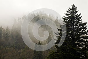 Evergreens, Autumn, Great Smoky Mountains