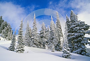 Evergreens covered in snow photo