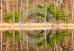 Evergreens, leaf drop trees, reeds and reflections on pond and Fall color photo