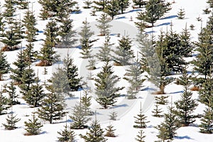 Evergreens in Winter snow Berkshires Massachusetts photo