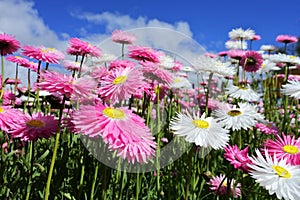 Everlasting daisies  wildflowers blossoming in Western Australia