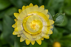 Everlasting daisy Helichrysum bracteatum Jumbo Yellow, a budding flower