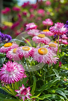 Everlasting Flower Xerochrysum Bracteatum Flower in Garden