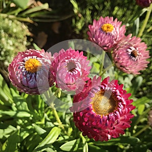 Everlasting flowers. Pink and red flower blossoming, Square photo image.