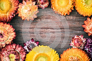 Everlasting flowers on wooden board for use as background