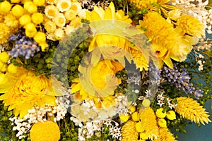 everlasting flowers in yellow color