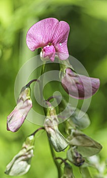 Everlasting Pea flowerLathyrus latifolius in a field