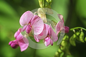 Everlasting Pea pink flowerLathyrus latifolius in a field