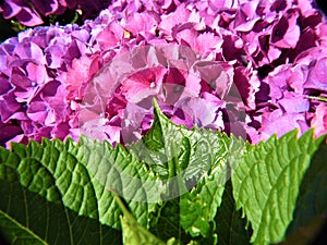 Everlasting Revolution Hydrangea - The Dusty Pink and Pastel Lilac Phase