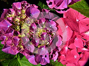 Everlasting Revolution Hydrangea - The Dusty Pink and Pastel Lilac Phase II