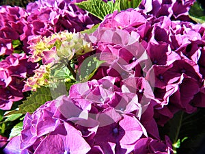 Everlasting Revolution Hydrangea - The Pastel Lilac Phase
