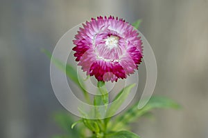 Everlasting Single Strawflower