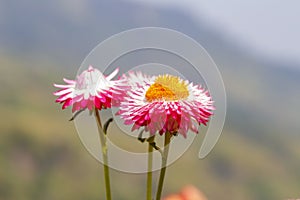 Everlasting or straw flower helichrysum bracteatum willd bl