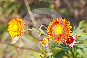 Everlasting or straw flower helichrysum bracteatum willd bl