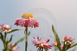 Everlasting or straw flower & x28; helichrysum bracteatum willd & x29; bl