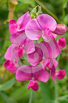 Everlasting Sweet Pea Flowers - Lathyrus latifolius