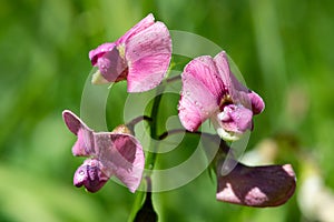 Everlasting sweet pea lathyrus latifolius flowers