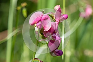 Everlasting sweet pea lathyrus latifolius flowers